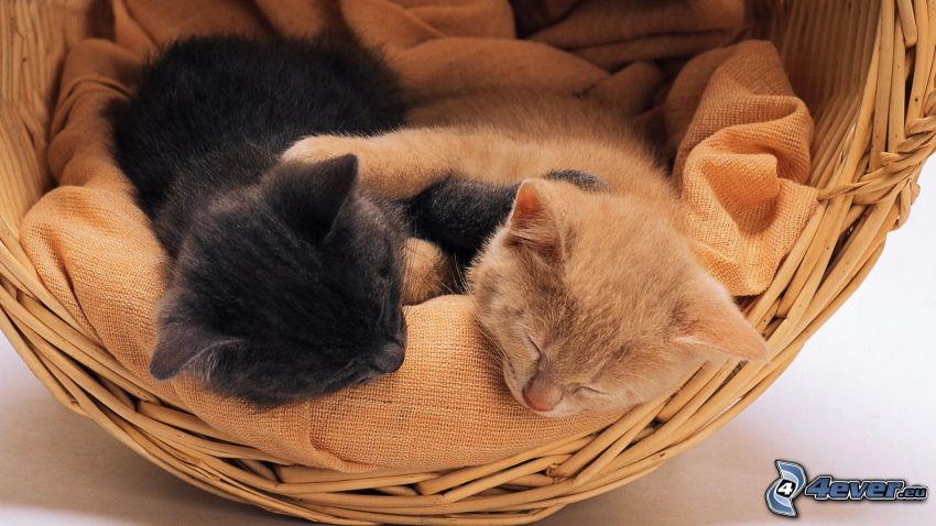 śpiące kocięta, koty w koszu