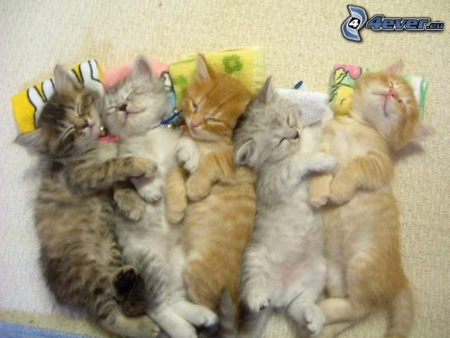śpiące kocięta, odpoczynek