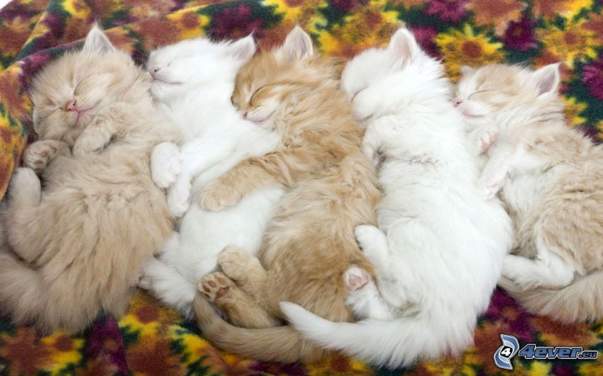 śpiące kocięta