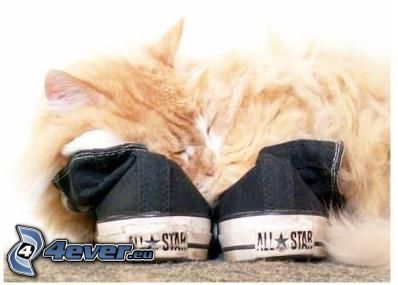 śpiący kot, chińskie buty