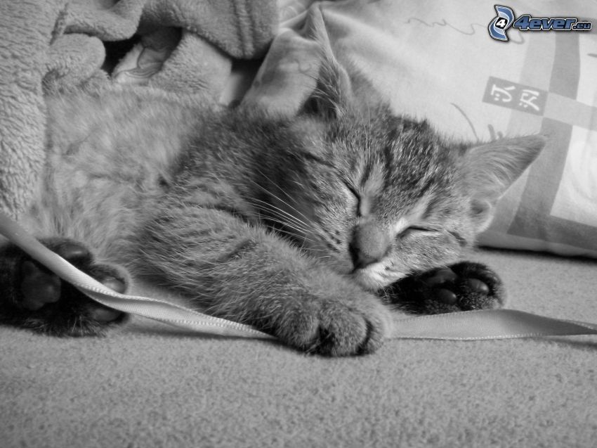 śpiący kot, czarno-białe zdjęcie