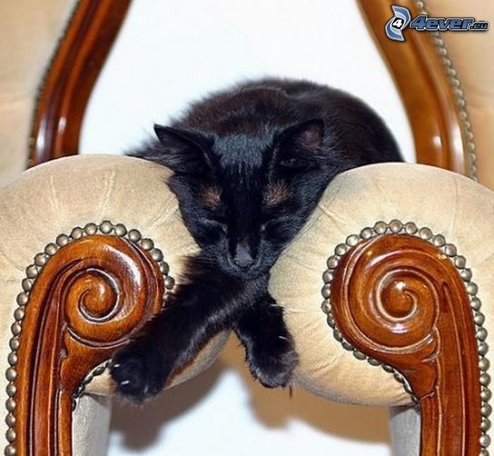 śpiący kot, fotel