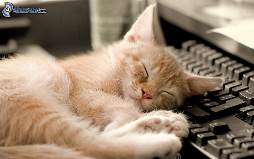 śpiący kot, klawiatura