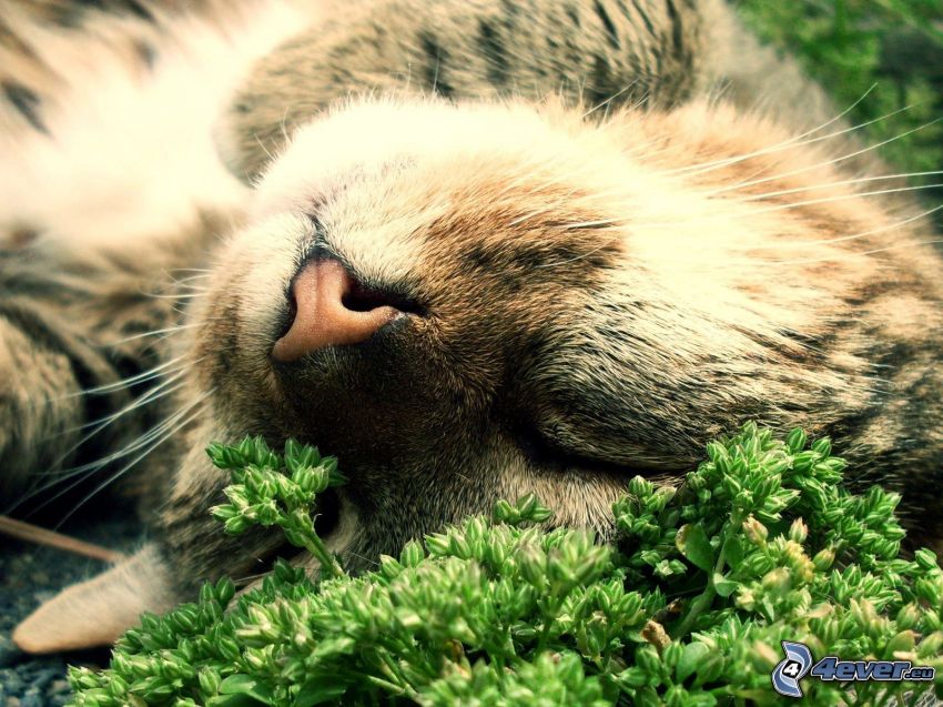 śpiący kot, kot na trawie