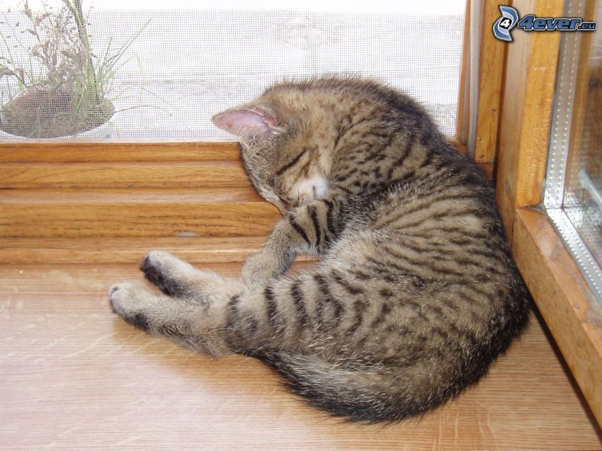 śpiący kot, okno