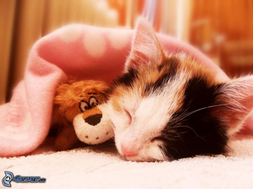 śpiący kot, pluszowa zabawka, koc