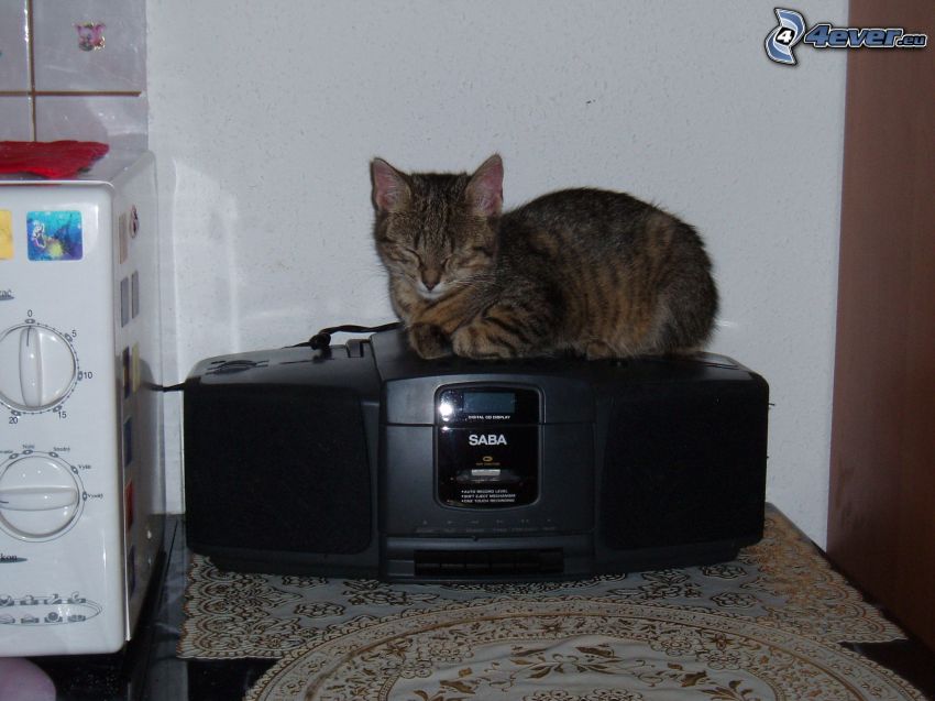 śpiący kot, radio