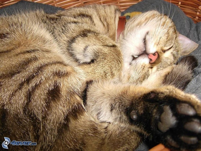 śpiący kot