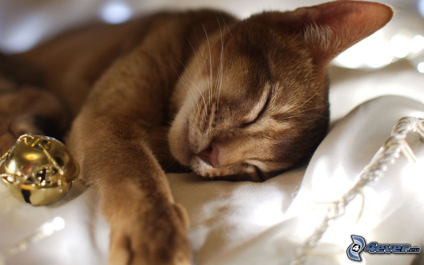 Śpiący kotek, brązowy kot, Jingle Bell
