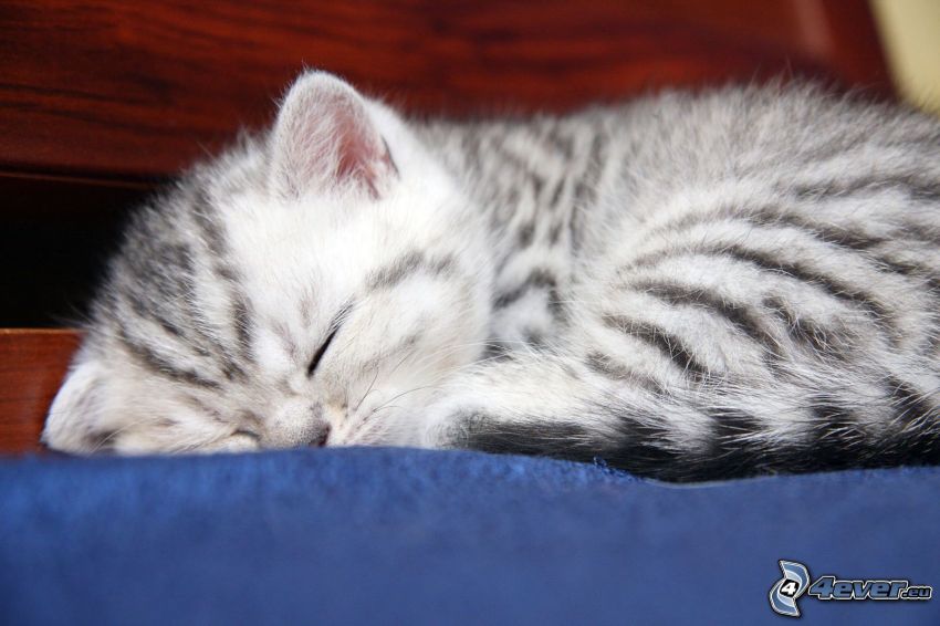 Śpiący kotek, czarno-biały kotek