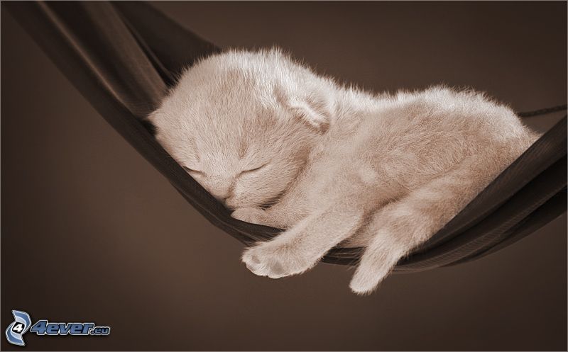 Śpiący kotek, hamak, odpoczynek