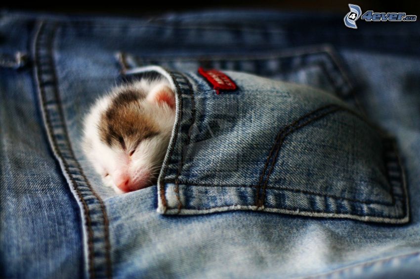 Śpiący kotek, kieszeń, dżinsy