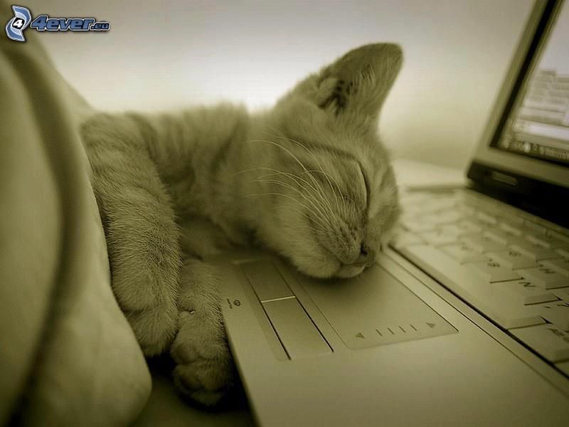 Śpiący kotek, spanie, notebook