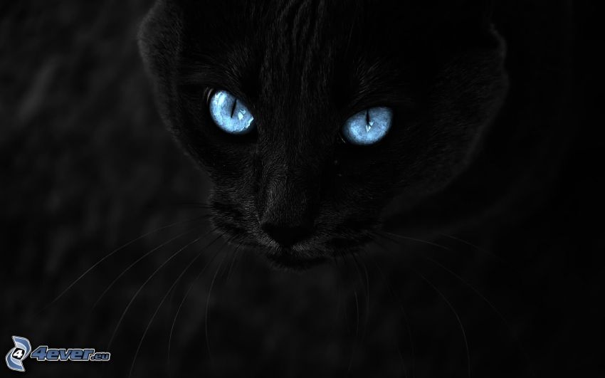 spojrzenie kota, czarny kot, niebieskie oczy