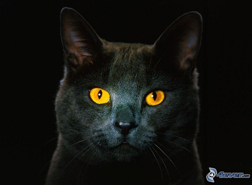 spojrzenie kota, czarny kot