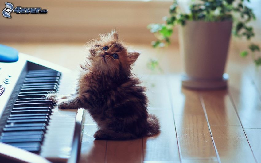 włochaty kotek, fortepian