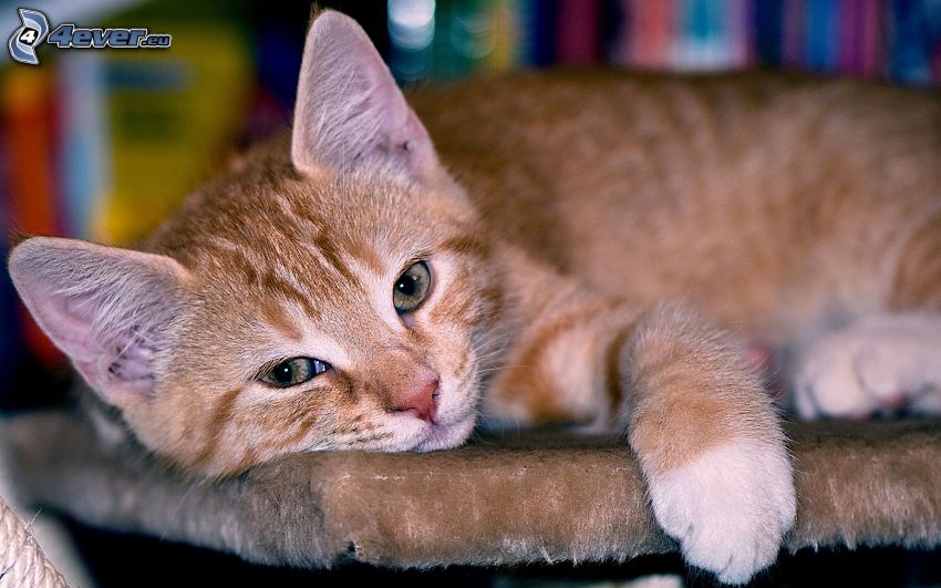 zaspany kotek, rude kociątko