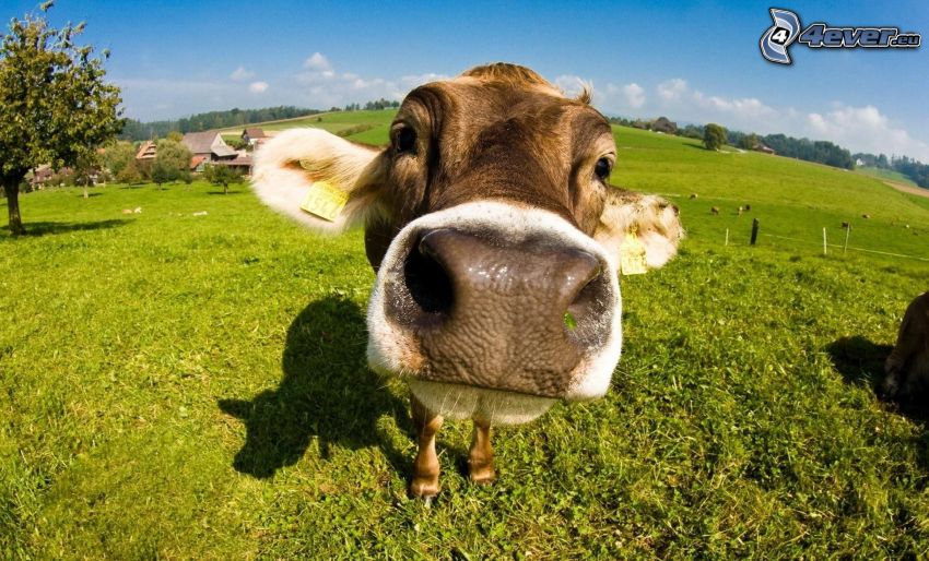 krowa, pyszczek, zielona trawa
