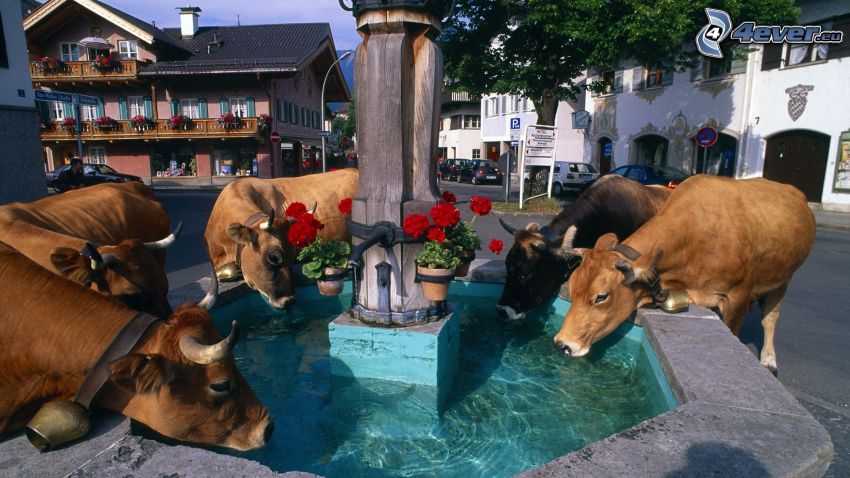 krowy, fontanna