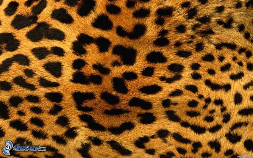 leopardzi wzór