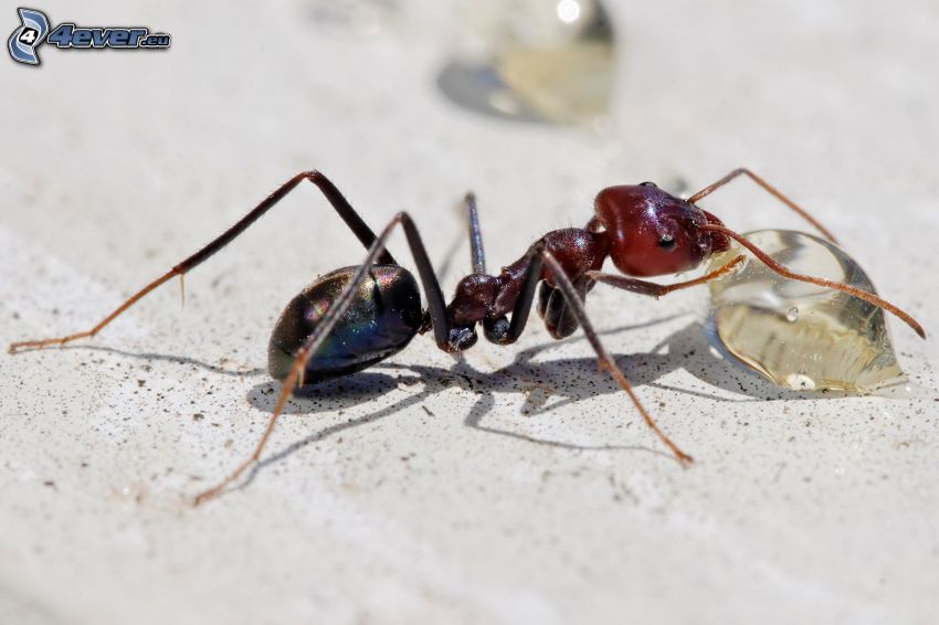mrówka, kropla wody