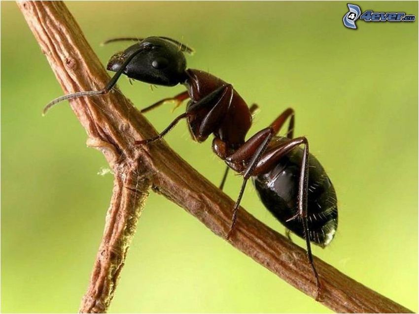 mrówka, sucha gałąź