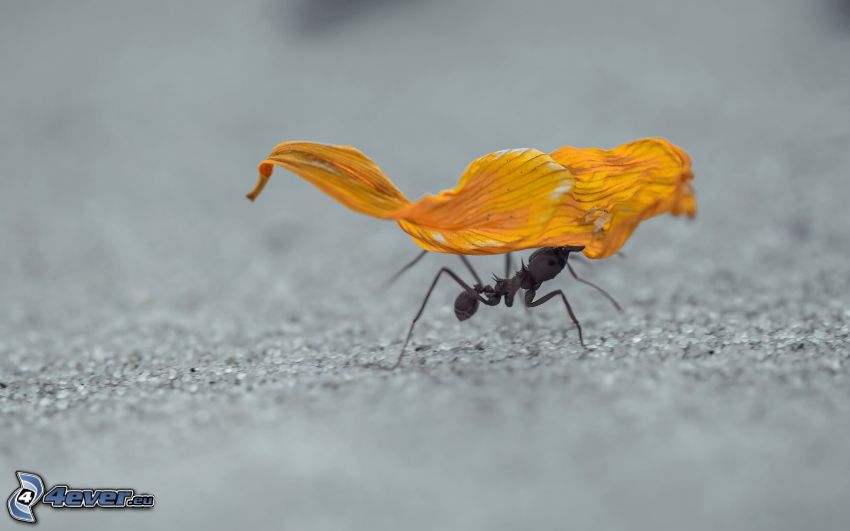 mrówka, suchy liść
