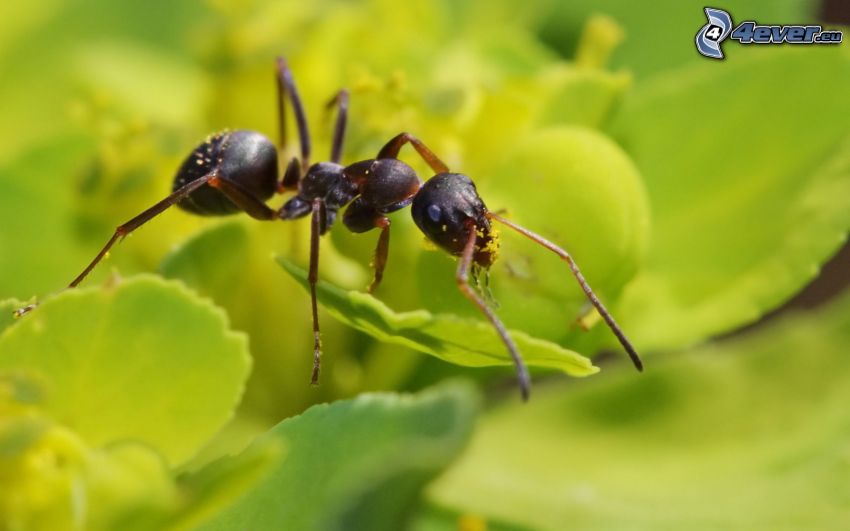 mrówka, zielone liście