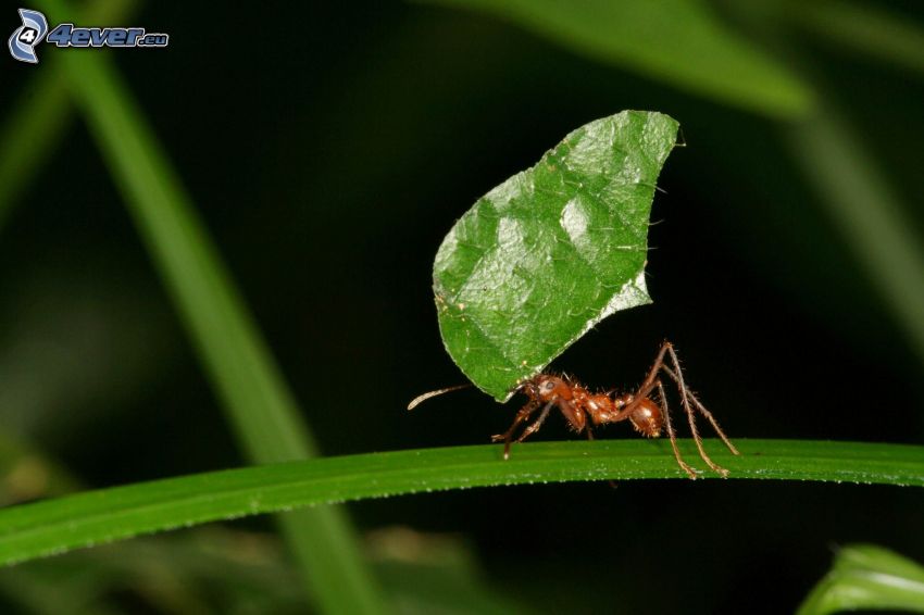 mrówka, zielony liść, źdźbła trawy
