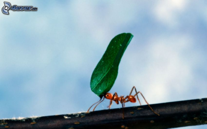 mrówka, zielony liść
