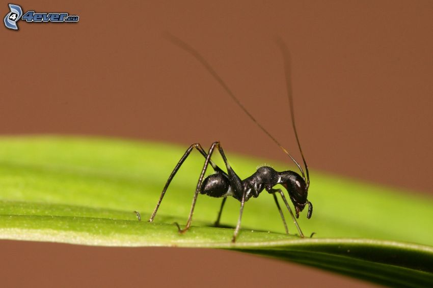 mrówka, zielony liść