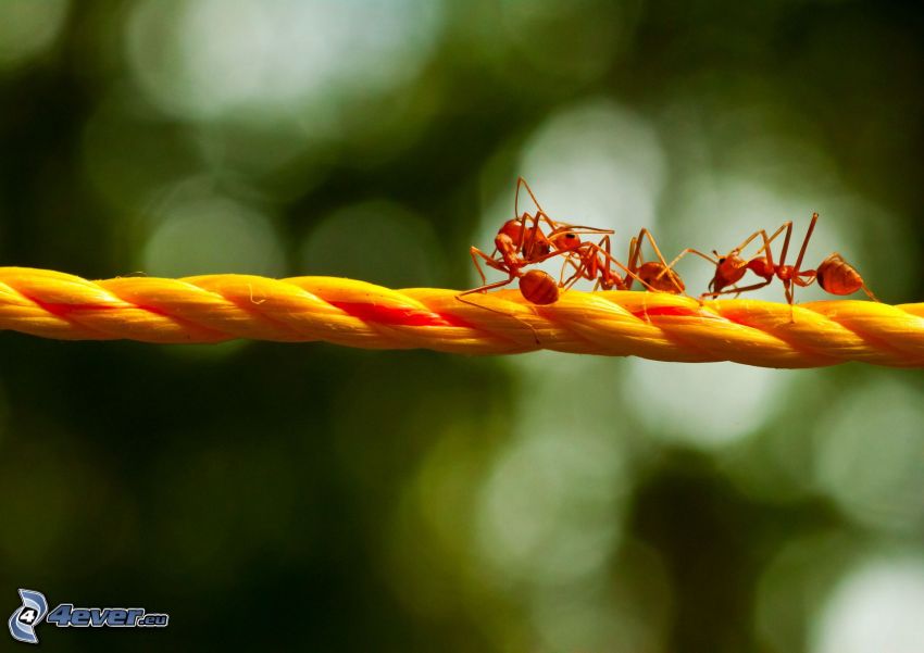 mrówki, lina