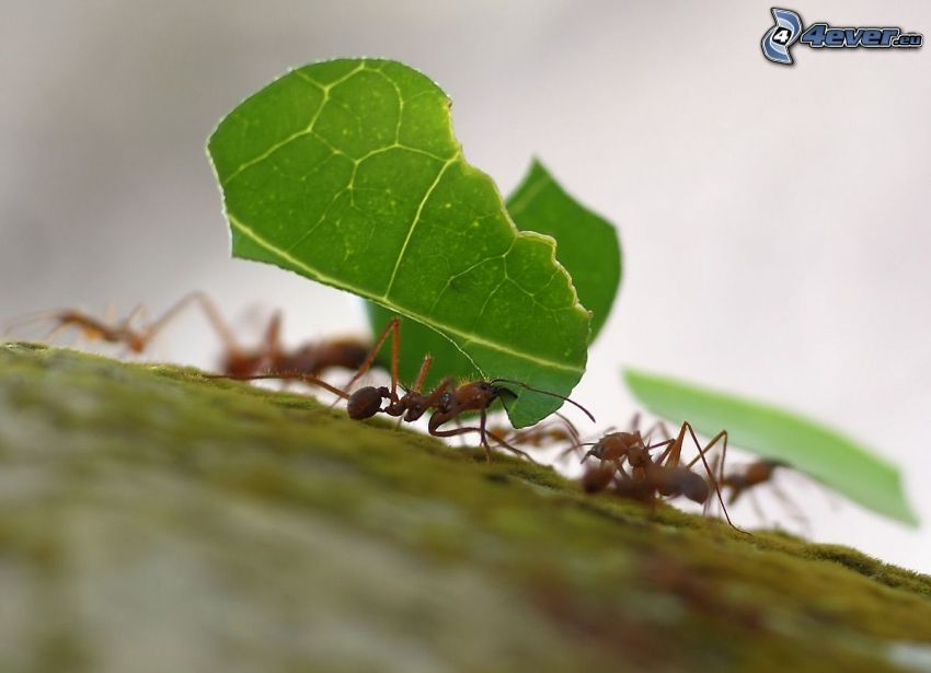 mrówki, liść