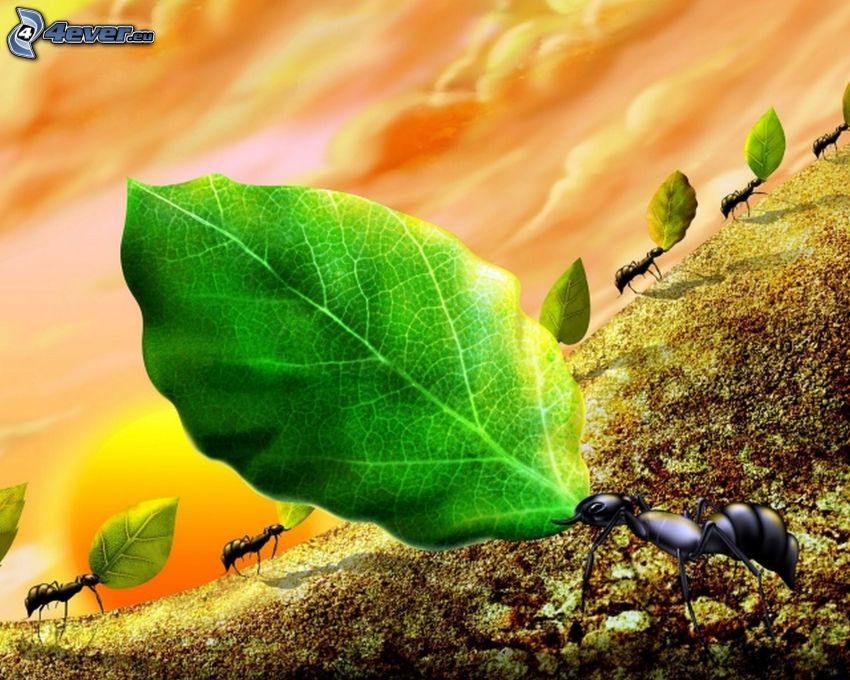 mrówki, zielone liście, rysowane