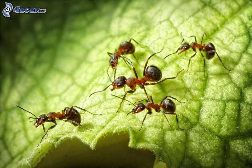 mrówki, zielony liść