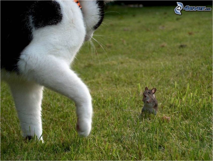 niemiła niespodzianka, kot i mysz, trawnik