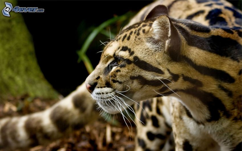 ocelot