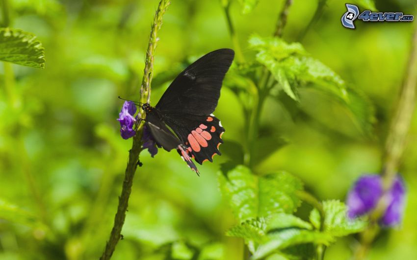 czarny motyl, fioletowy kwiat