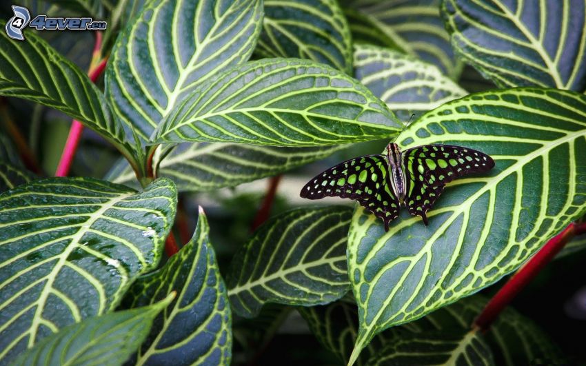 czarny motyl, roślina