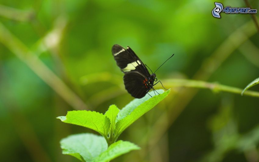 czarny motyl, roślina