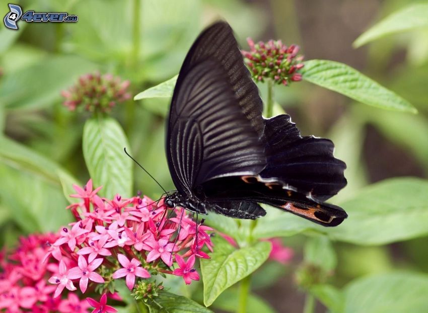 czarny motyl, różowe kwiaty