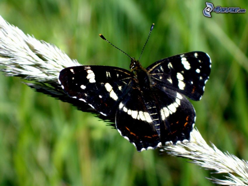 czarny motyl, źdźbło, trawa, zieleń