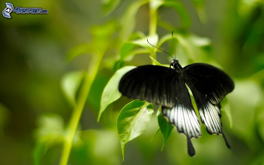 czarny motyl, zielone liście