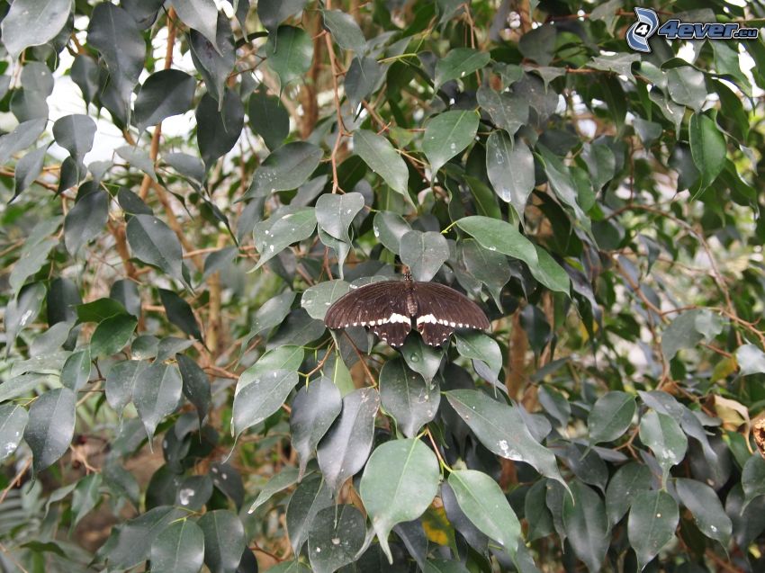 czarny motyl, zielone liście na gałęzi