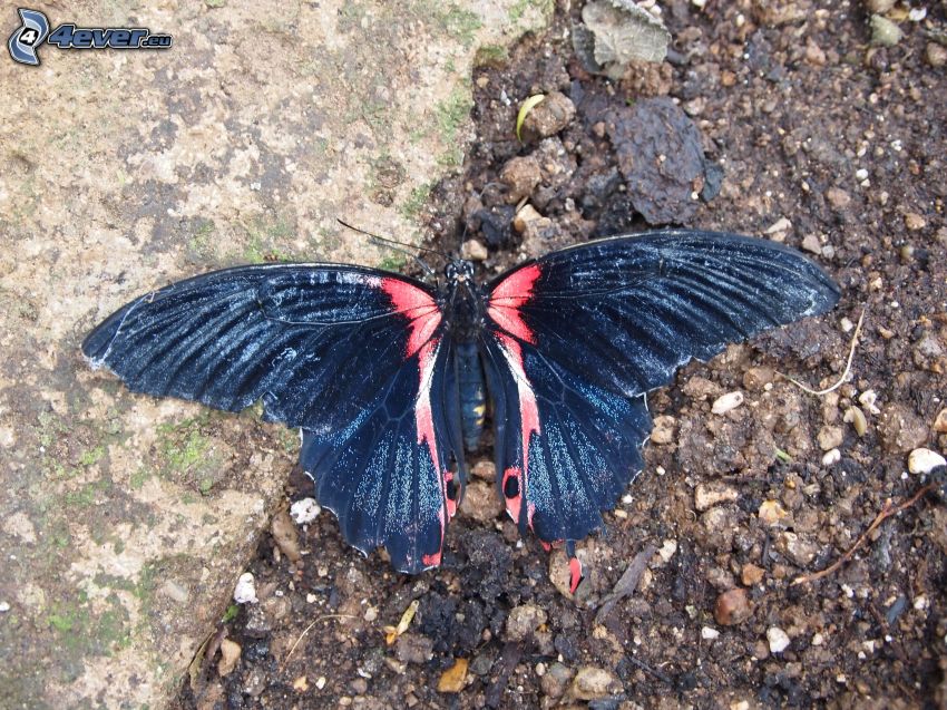 czarny motyl