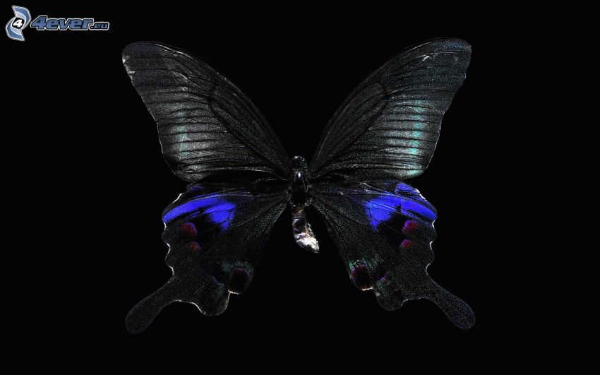 czarny motyl