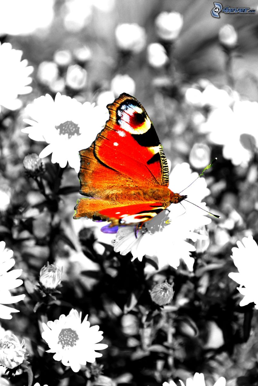 kolorowy motyl, kwiaty