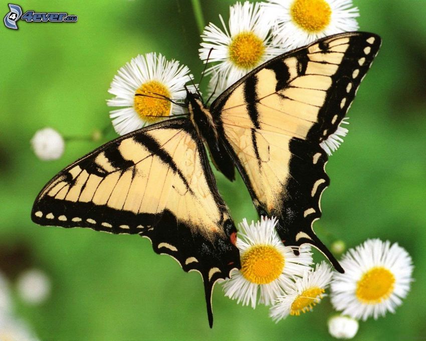 motyl, białe kwiaty