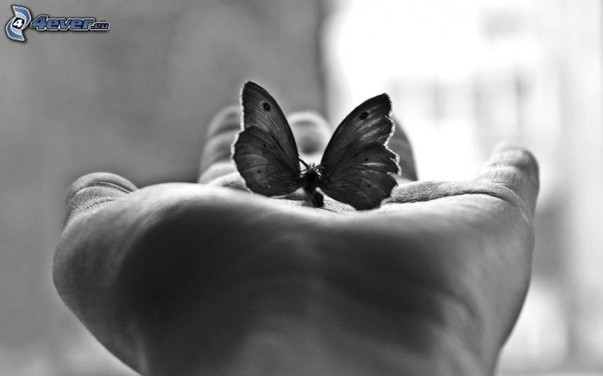 motyl, ręka, czarno-białe zdjęcie