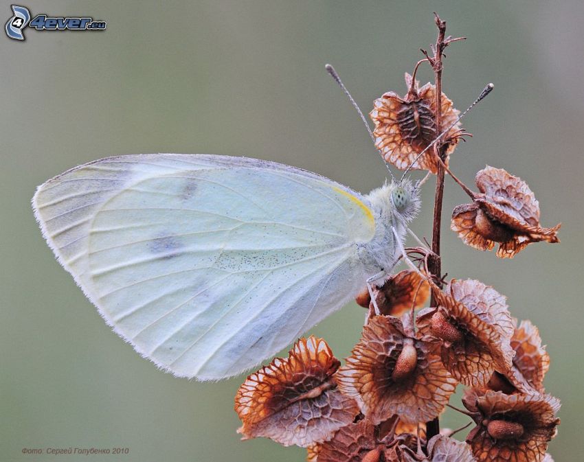 motyl, roślina